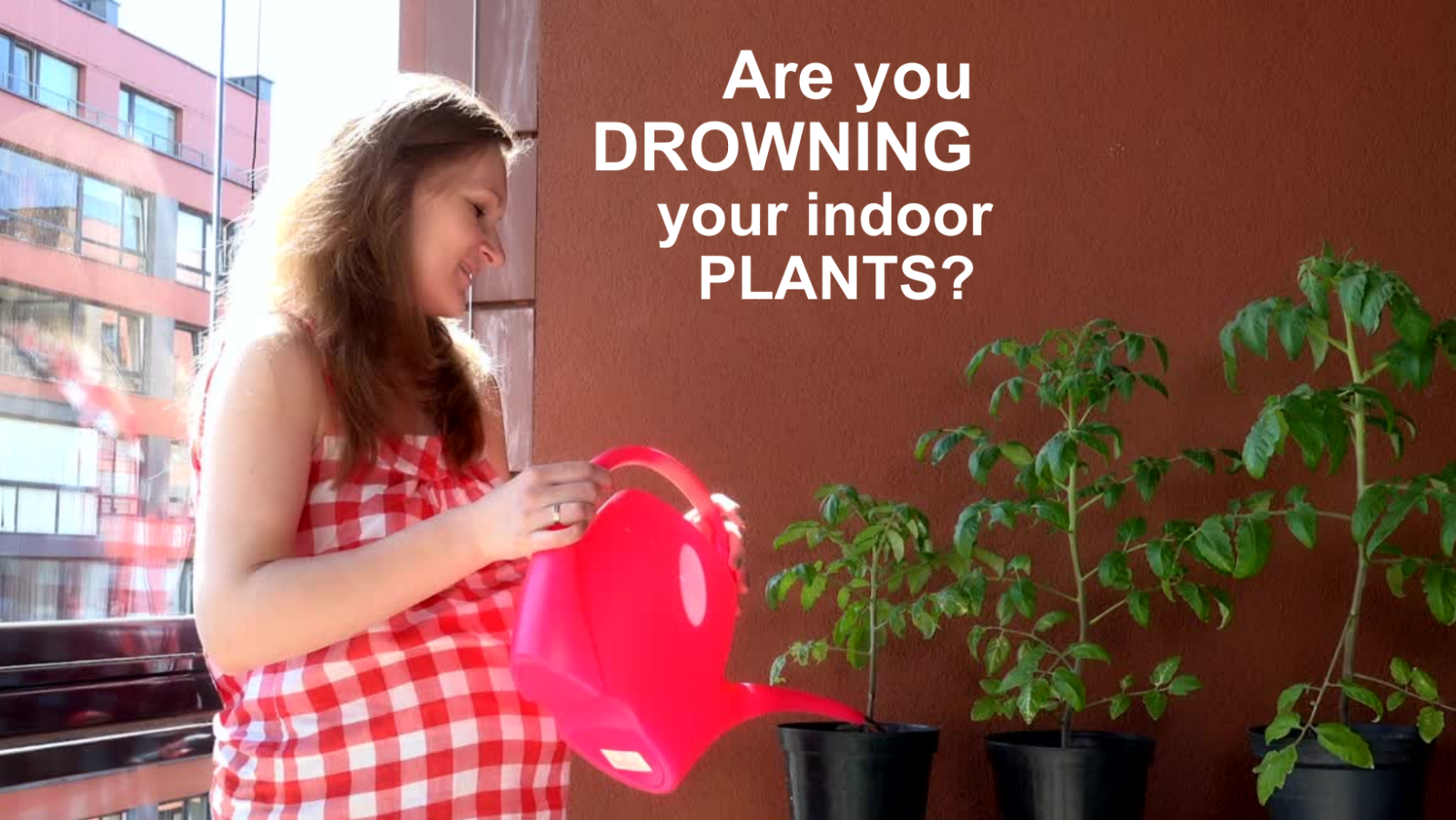 Are you over watering your indoor plants